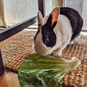 Dutch bunny eating a large radicchio leaf