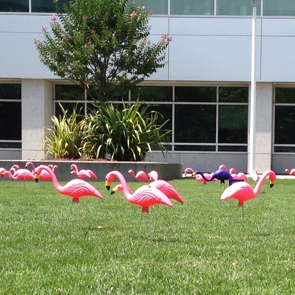 Pink flamingos in the lawn at Yahoo's Sunnyvale campus