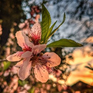 Almond blossom vividly lit at sunset