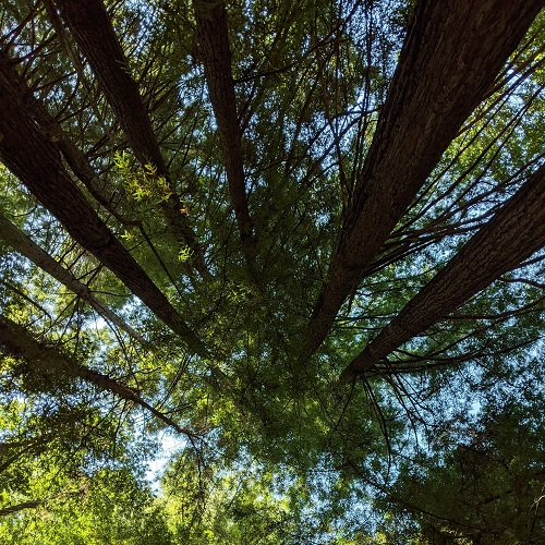 Upshot through tall trees with blue sky peeking through a shady green canopy