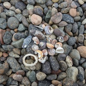 A collection of shells on a mound of pebbles